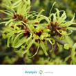 varázsdió - witch hazel, hamamelis virginiana